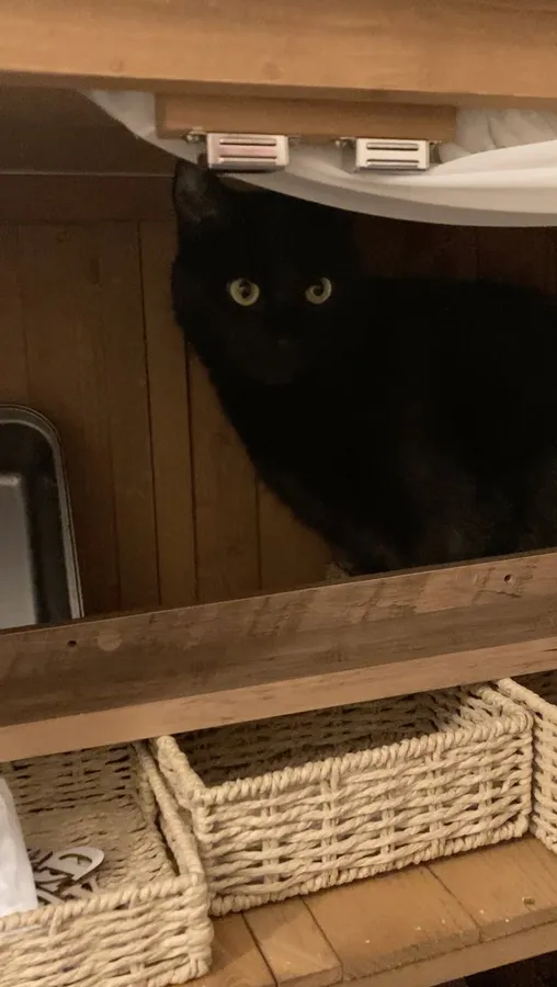 A black cat peering out from inside the empty honesty box shelving.