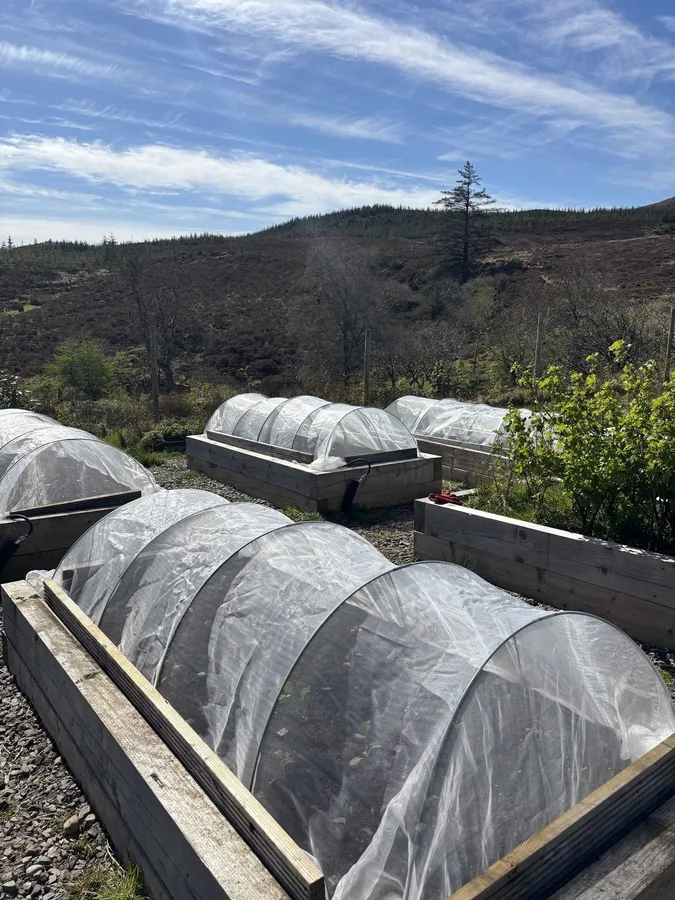 Netted crop covers over raised beds on the croft, hills in the distance.