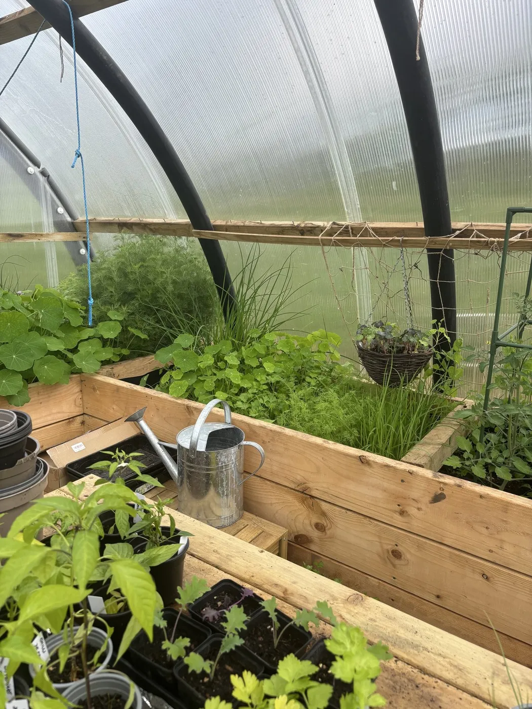 Inside the polycrub at Raven Croft: raised beds of young plants and a watering can